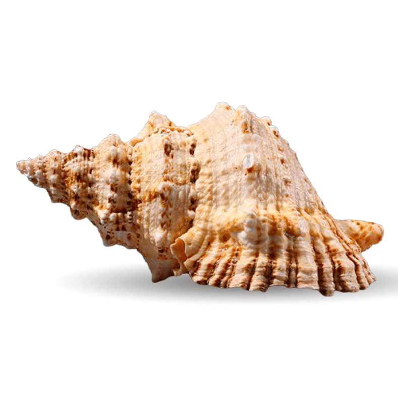 Muscheln Deko Große Bursa Bubo