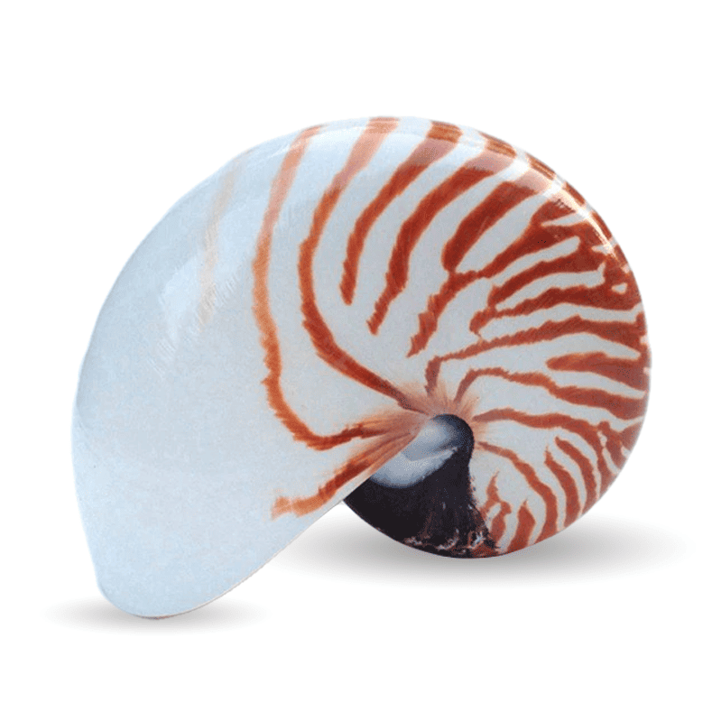 Muscheln Deko Nautilus