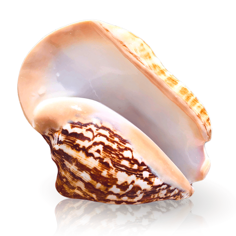 Muscheln Deko Großer Strombus