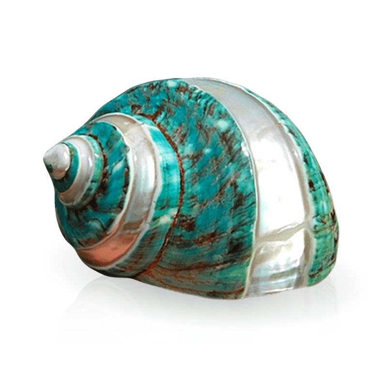 Muscheln Deko Polierter Großer Turbo