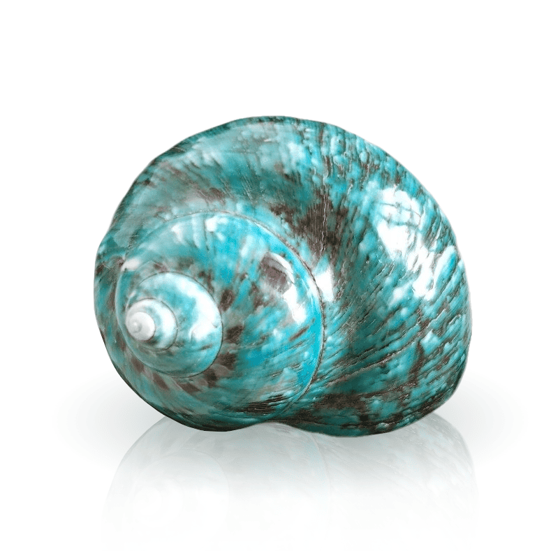 Muscheln Deko Großer Grüner Turbo
