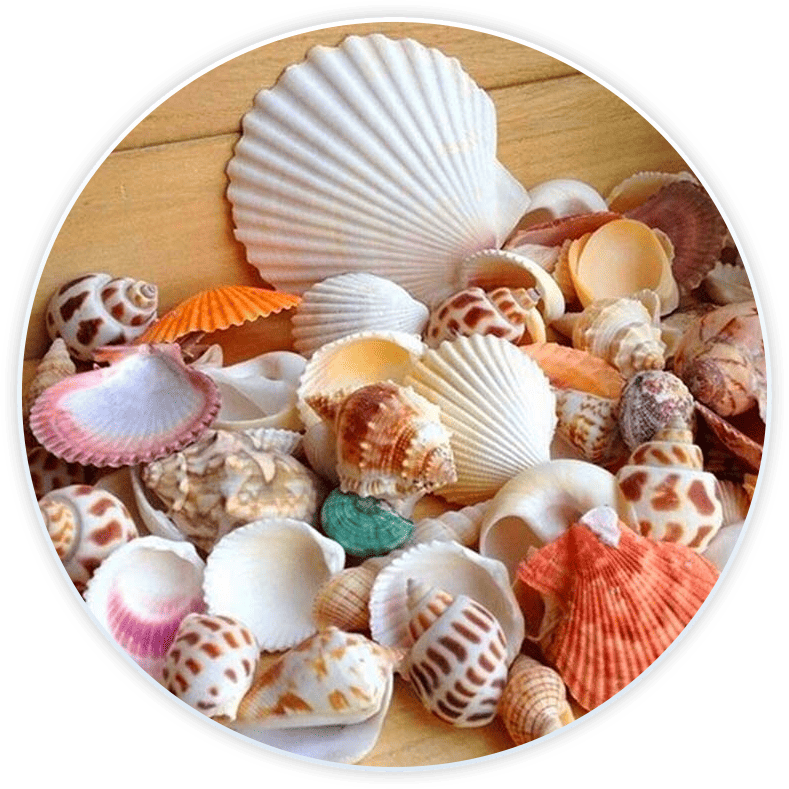 Muschel Set Für Dekoration Und Basteln (100G)