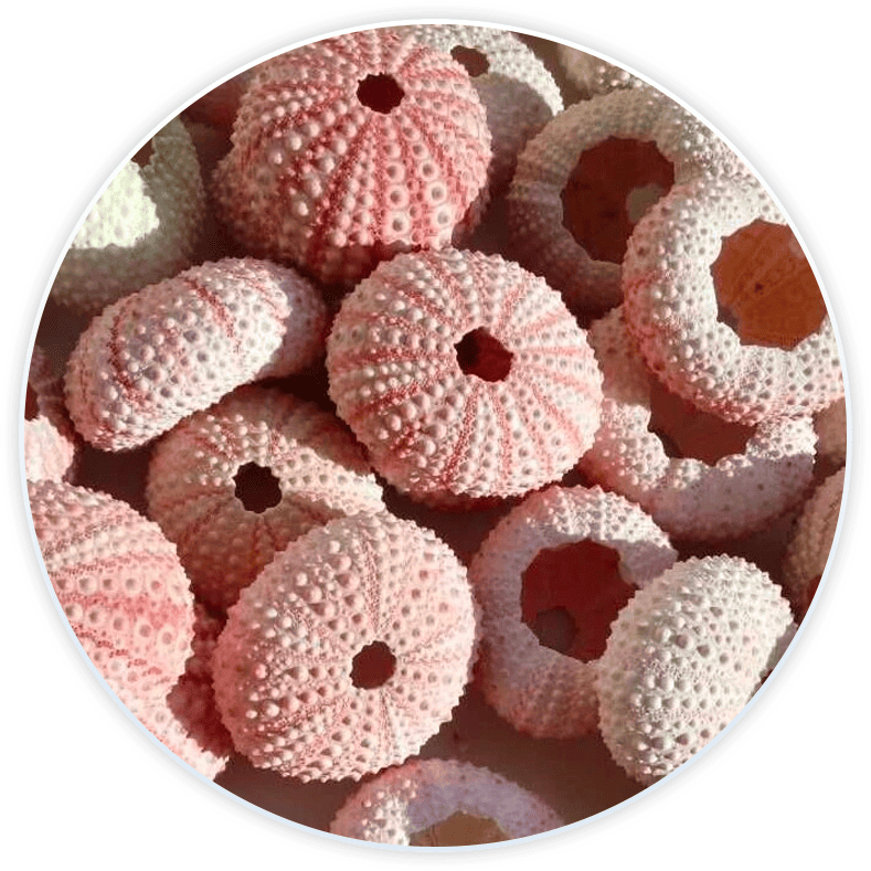 Muschel Set Seeigel Schalen Für Dekoration Und Basteln (6 Stück)