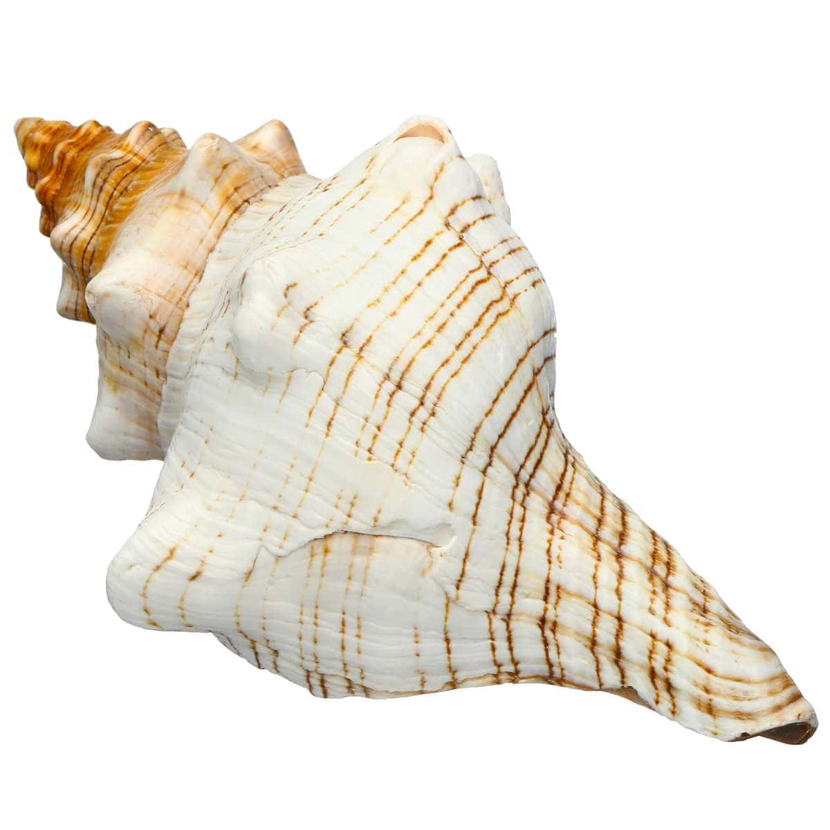 Muscheln Deko Trapezpferdeweichtier