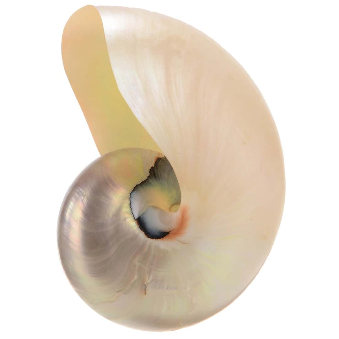 Muscheln Deko Großer Polierter Weißer Nautilus