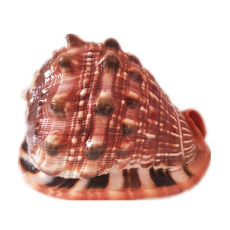 Muscheln Deko Helm Schnecke